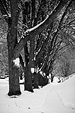 [Snowy sidewalk] - shoveled sidewalk, snow, covered, trees, black and white